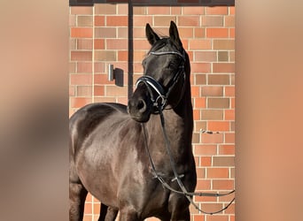 Hanoverian, Mare, 4 years, 16,1 hh, Black