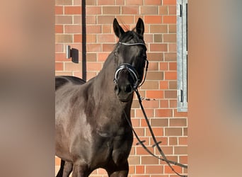 Hanoverian, Mare, 4 years, 16,1 hh, Black