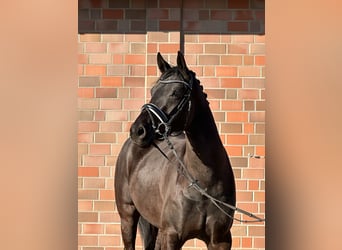 Hanoverian, Mare, 4 years, 16,1 hh, Black