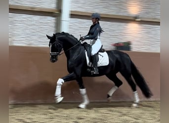 Hanoverian, Mare, 4 years, 16,1 hh, Black