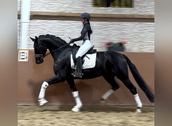 Hanoverian, Mare, 4 years, 16,1 hh, Black