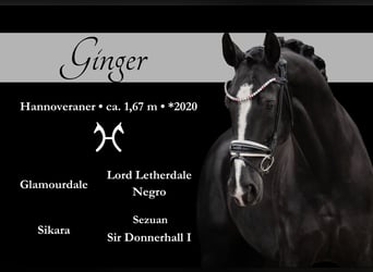 Hanoverian, Mare, 4 years, 16,1 hh, Black