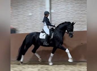 Hanoverian, Mare, 4 years, 16,1 hh, Black