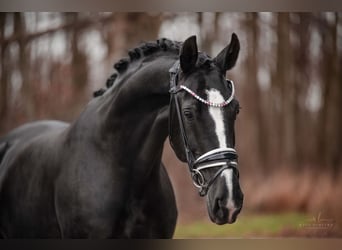 Hanoverian, Mare, 4 years, 16,1 hh, Black