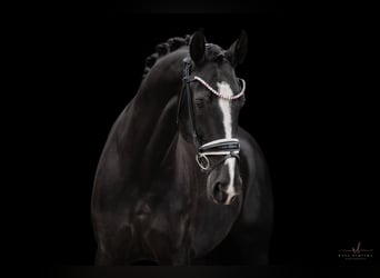 Hanoverian, Mare, 4 years, 16,1 hh, Black