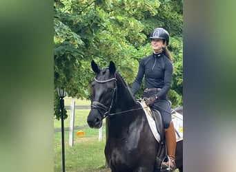 Hanoverian, Mare, 4 years, 16.1 hh, Black