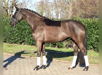 Hanoverian, Mare, 4 years, 16.1 hh, Black