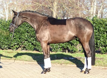 Hanoverian, Mare, 4 years, 16.1 hh, Black