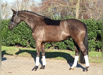 Hanoverian, Mare, 4 years, 16.1 hh, Black