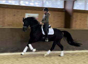 Hanoverian, Mare, 4 years, 16,1 hh, Black