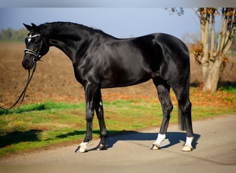 Hanoverian, Mare, 4 years, 16,1 hh, Black