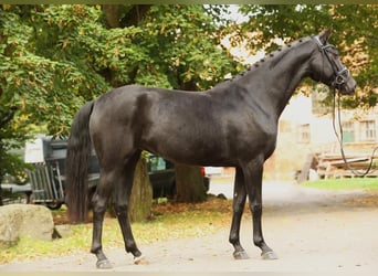 Hanoverian, Mare, 4 years, 16,1 hh, Black