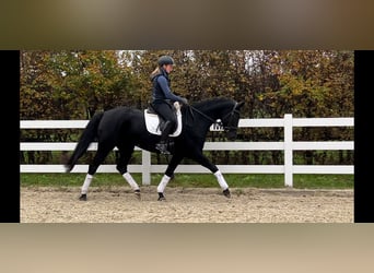 Hanoverian, Mare, 4 years, 16,1 hh, Black