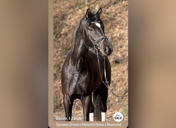 Hanoverian, Mare, 4 years, 16.1 hh, Black
