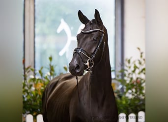 Hanoverian, Mare, 4 years, 16,1 hh, Black