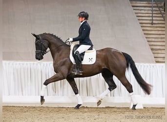 Hanoverian, Mare, 4 years, 16.1 hh, Black