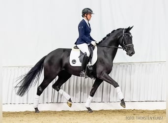 Hanoverian, Mare, 4 years, 16,1 hh, Black