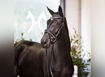 Hanoverian, Mare, 4 years, 16,1 hh, Black