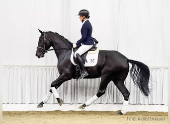 Hanoverian, Mare, 4 years, 16,1 hh, Black