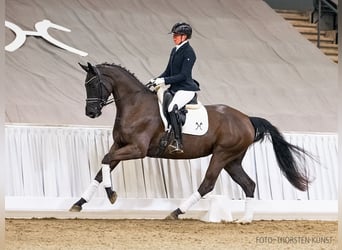 Hanoverian, Mare, 4 years, 16.1 hh, Black
