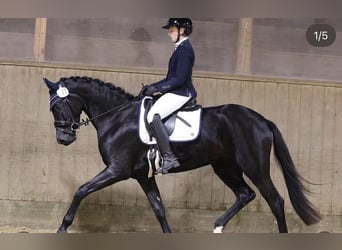 Hanoverian, Mare, 4 years, 16.1 hh, Black
