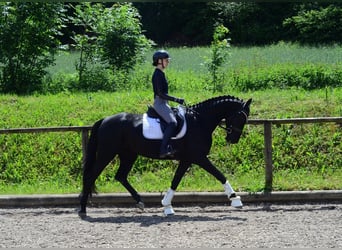 Hanoverian, Mare, 4 years, 16.1 hh, Black