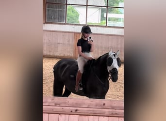 Hanoverian, Mare, 4 years, 16,1 hh, Black