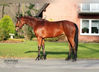 Hanoverian, Mare, 4 years, 16,1 hh, Brown