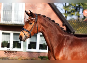 Hanoverian, Mare, 4 years, 16,1 hh, Brown