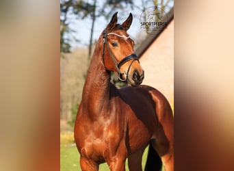 Hanoverian, Mare, 4 years, 16,1 hh, Brown