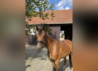 Hanoverian, Mare, 4 years, 16,1 hh, Brown