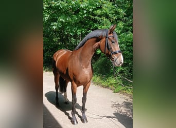 Hanoverian, Mare, 4 years, 16.1 hh, Brown