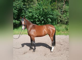 Hanoverian, Mare, 4 years, 16.1 hh, Brown