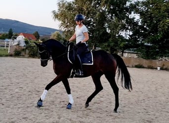 Hanoverian, Mare, 4 years, 16.1 hh, Brown