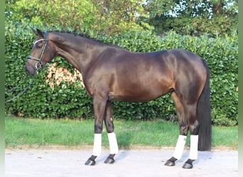 Hanoverian, Mare, 4 years, 16.1 hh, Brown