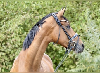 Hanoverian, Mare, 4 years, 16,1 hh, Brown