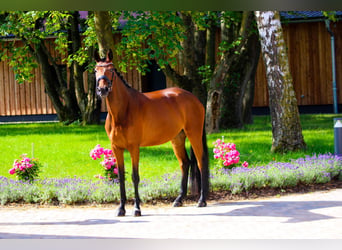 Hanoverian, Mare, 4 years, 16.1 hh, Brown