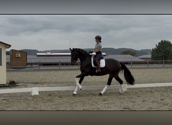 Hanoverian, Mare, 4 years, 16.1 hh, Brown