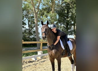 Hanoverian, Mare, 4 years, 16.1 hh, Brown