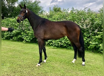 Hanoverian, Mare, 4 years, 16,1 hh, Brown