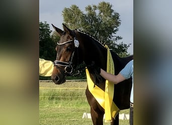 Hanoverian, Mare, 4 years, 16,1 hh, Brown