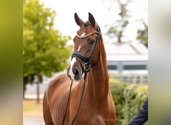 Hanoverian, Mare, 4 years, 16.1 hh, Brown