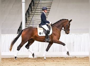 Hanoverian, Mare, 4 years, 16.1 hh, Brown