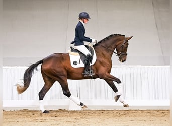 Hanoverian, Mare, 4 years, 16.1 hh, Brown