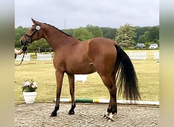 Hanoverian, Mare, 4 years, 16.1 hh, Brown