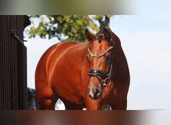 Hannoveraner, Stute, 4 Jahre, 16,1 hh, Brauner