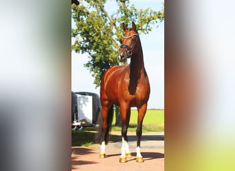 Hannoveraner, Stute, 4 Jahre, 16,1 hh, Brauner