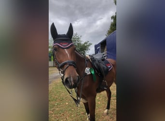 Hanoverian, Mare, 4 years, 16.1 hh, Brown
