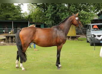 Hanoverian, Mare, 4 years, 16,1 hh, Brown