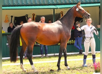 Hanoverian, Mare, 4 years, 16,1 hh, Brown